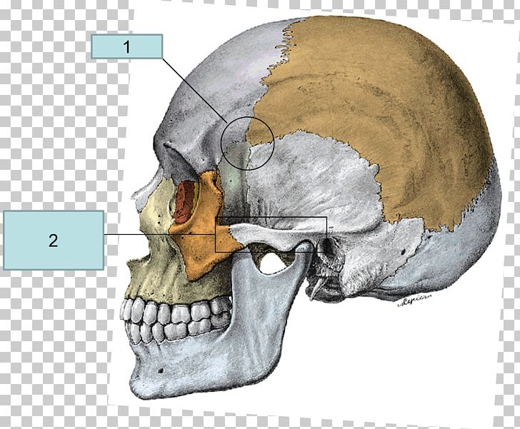 Superior Nasal Concha Zygomatic Bone Anatomy Temporal Bone PNG, Clipart, Anatomy, Bone, Ethmoid Bone, Facial Skeleton, Fantasy Free PNG Download
