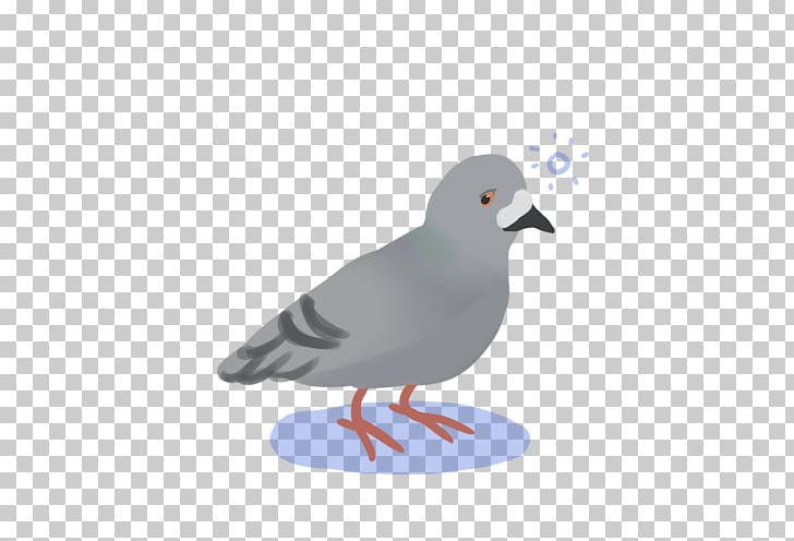 Water Bird Beak Stock Dove Pigeons And Doves PNG, Clipart, Beak, Bird, Charadriiformes, Fauna, Feather Free PNG Download