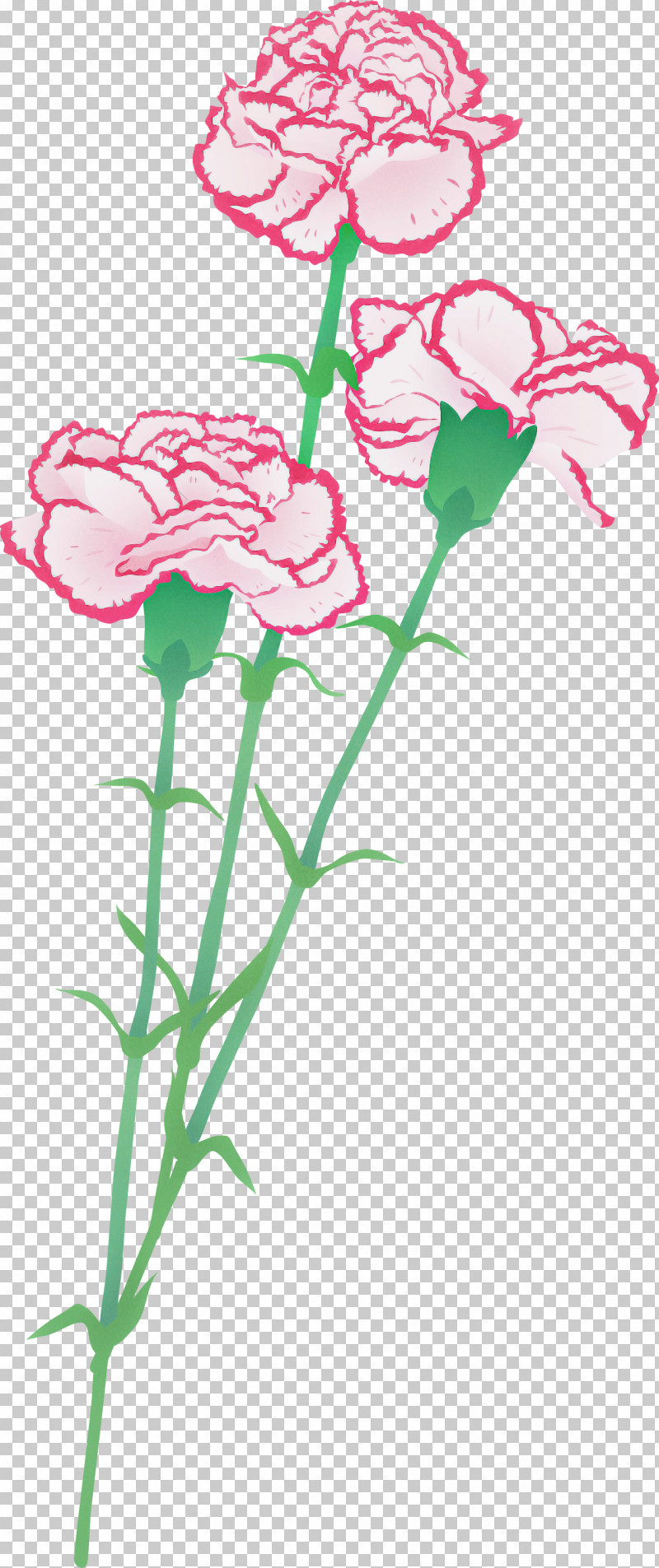 Flower Cut Flowers Pink Plant Carnation PNG, Clipart, Carnation, Cut Flowers, Dianthus, Flower, Pedicel Free PNG Download