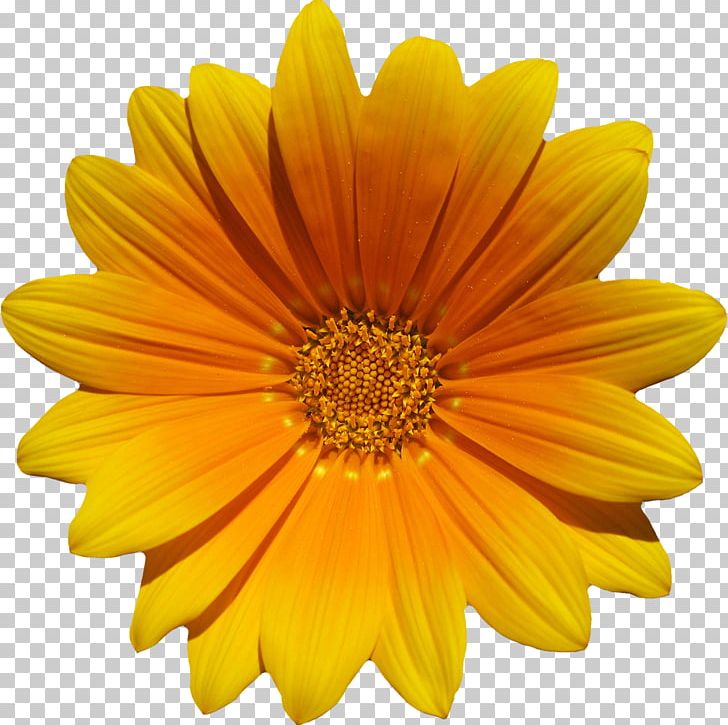 Flower Photography PNG, Clipart, Annual Plant, Calendula, Chrysanths, Computer Icons, Cut Flowers Free PNG Download