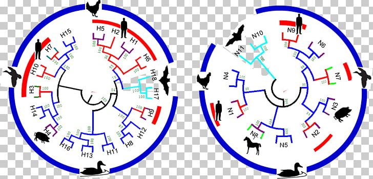 Influenza A Virus Subtype H7N9 Avian Influenza PNG, Clipart, Angle, Area, Avian Influenza, Book, Circle Free PNG Download