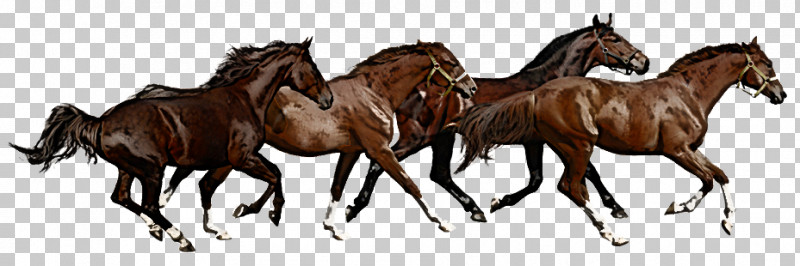 Mustang American Paint Horse Thoroughbred Arabian Horse Stallion PNG, Clipart, American Paint Horse, American Quarter Horse, Arabian Horse, Foal, Horse Free PNG Download