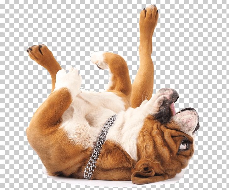 Bulldog Golden Retriever Cat Pet Sitting PNG, Clipart, Breed, Bulldog, Carnivoran, Cat, Companion Dog Free PNG Download