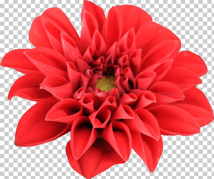 Dahlia Flower PNG, Clipart, Annual Plant, Chrysanthemum, Color, Cut Flowers, Dahlia Free PNG Download