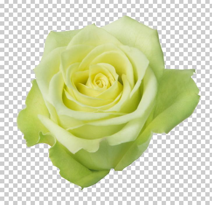 Garden Roses Centifolia Roses Rosaceae Cut Flowers PNG, Clipart, Bud, Centifolia Roses, Color Green, Cut Flowers, Flower Free PNG Download