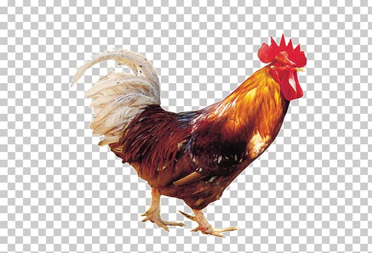 Six Records Of A Floating Life Qing Dynasty Rooster Chicken Classical Chinese PNG, Clipart, Animal, Art, Beak, Bird, Book Free PNG Download