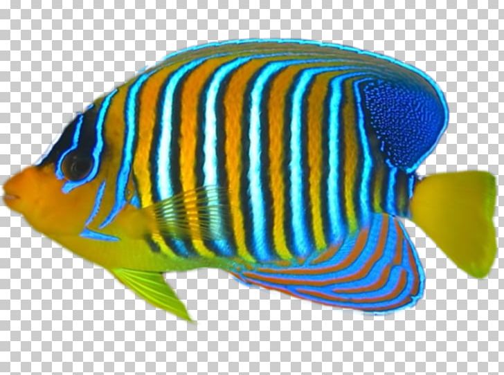 Tropical Fish Coral Reef Fish PNG, Clipart, Animals, Avg Antivirus, Coral Reef, Coral Reef Fish, Digital Image Free PNG Download