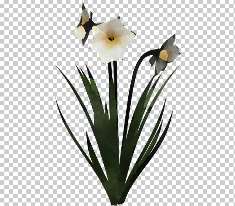 Flower Plant Petal Narcissus Amaryllis Family PNG, Clipart, Amaryllis Family, Cut Flowers, Flower, Narcissus, Petal Free PNG Download