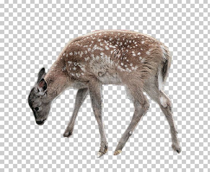 Deer PNG, Clipart, Animals, Antler, Christmas Deer, Creative, Creative Deer Free PNG Download