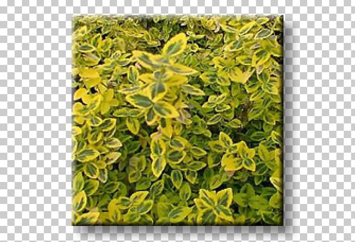 Fortune's Spindle Бордюр Groundcover Shrub Yellow PNG, Clipart,  Free PNG Download