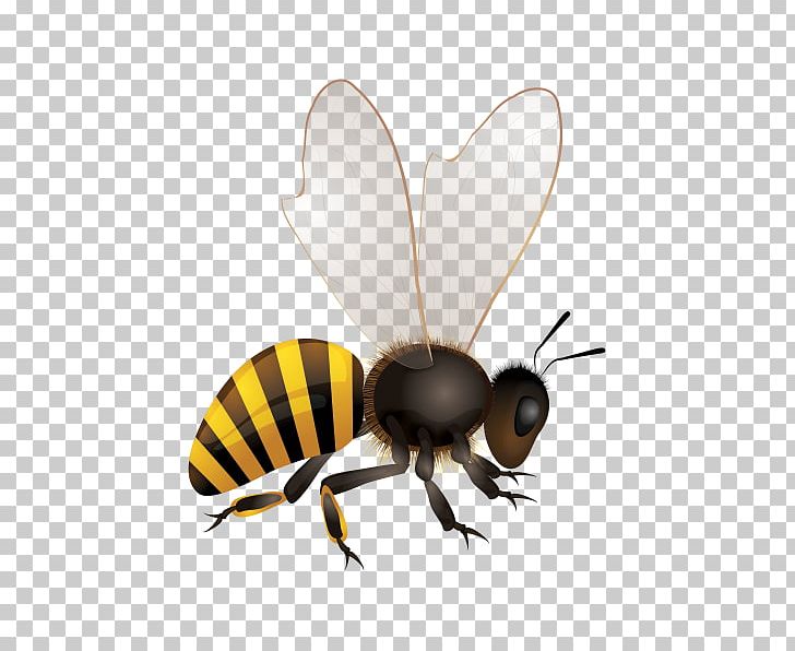 Africanized Bee Hornet Bumblebee PNG, Clipart, Africanized Bee, Arthropod, Bee, Bee Honey, Bumblebee Free PNG Download
