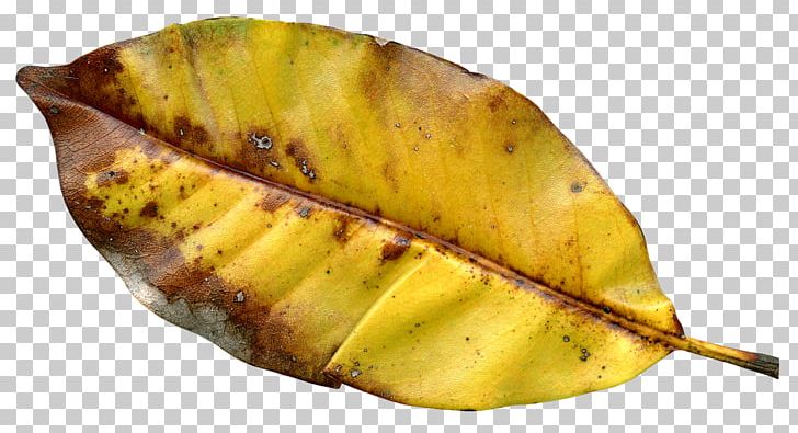 Autumn Leaf Color Autumn Leaf Color PNG, Clipart, Autumn, Autumn Leaf, Autumn Leaf Color, Autumn Leaves, Cliparts Free PNG Download