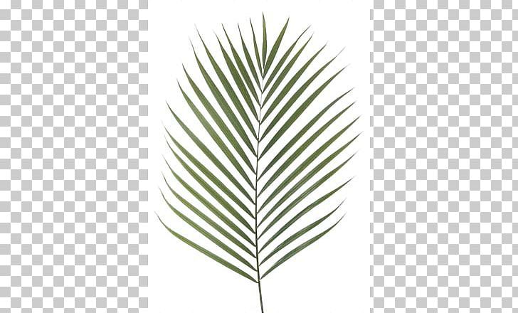 Canary Island Date Palm Palm Branch Artificial Flower Leaf Chamaerops PNG, Clipart, Angle, Arecaceae, Areca Palm, Artificial Flower, Chamaerops Free PNG Download