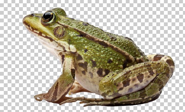 Edible Frog Common Frog Amphibians Perez's Frog PNG, Clipart, Agalychnis, Amphibian, Amphibians, Animals, Bullfrog Free PNG Download