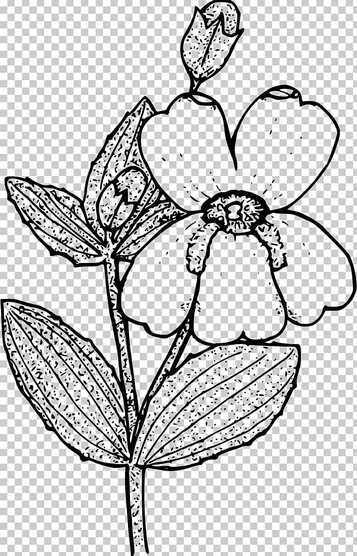 Floral Design Erythranthe Guttata Drawing Erythranthe Lewisii PNG, Clipart, Art, Artwork, Black And White, Coloring Book, Computer Icons Free PNG Download