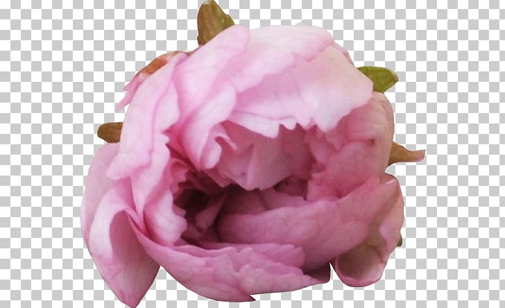Garden Roses Centifolia Roses Peony PNG, Clipart, Centifolia Roses, Digital Image, Flower, Flowering Plant, Flower Rose Free PNG Download