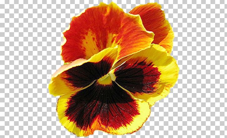 Pansy Petal Flower Close-up PNG, Clipart, Closeup, Closeup, Flower, Flowering Plant, Nature Free PNG Download