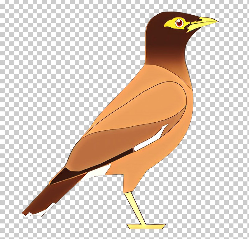 Bird Beak Common Myna Acridotheres Myna PNG, Clipart, Acridotheres, Beak, Bird, Common Myna, Myna Free PNG Download