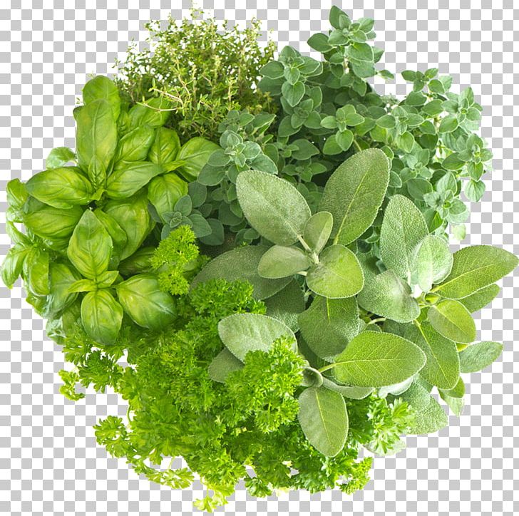 Organic Food Herbalism Medicinal Plants Health PNG, Clipart, Basil, Eating, Essential Oil, Extract, Fines Herbes Free PNG Download