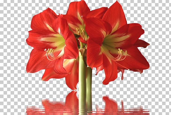 Amaryllis Cut Flowers Petal Lilium PNG, Clipart, Amaryllis, Amaryllis Belladonna, Amaryllis Family, Bulb, Cut Flowers Free PNG Download