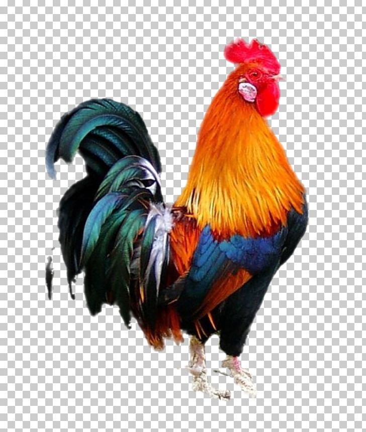 Cock PNG, Clipart, Cock Free PNG Download