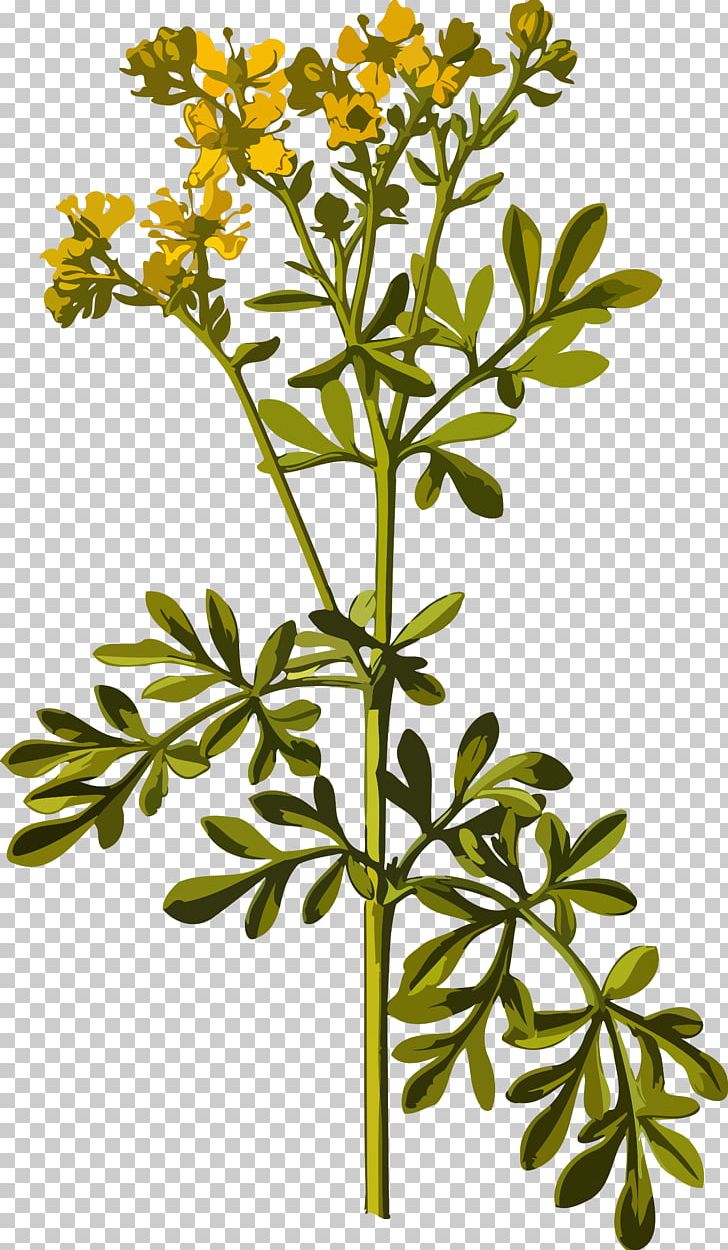 Common Rue Herbalism Medicinal Plants PNG, Clipart, Anthriscus, Basil, Branch, Chinese Chastetree, Common Rue Free PNG Download
