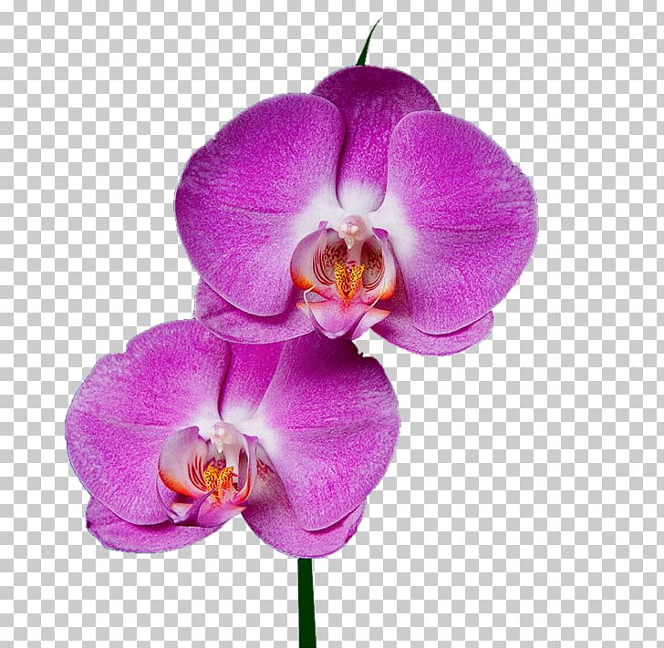 Moth Orchids Garden Roses Drawing Flower PNG, Clipart, Blog, Cattleya, Cattleya Orchids, Drafter, Drawing Free PNG Download