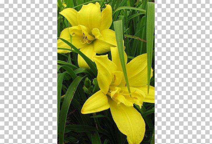 Canna Common Evening-primrose Daylily Lily M PNG, Clipart, Canna, Canna Family, Canna Lily, Common Eveningprimrose, Daylily Free PNG Download