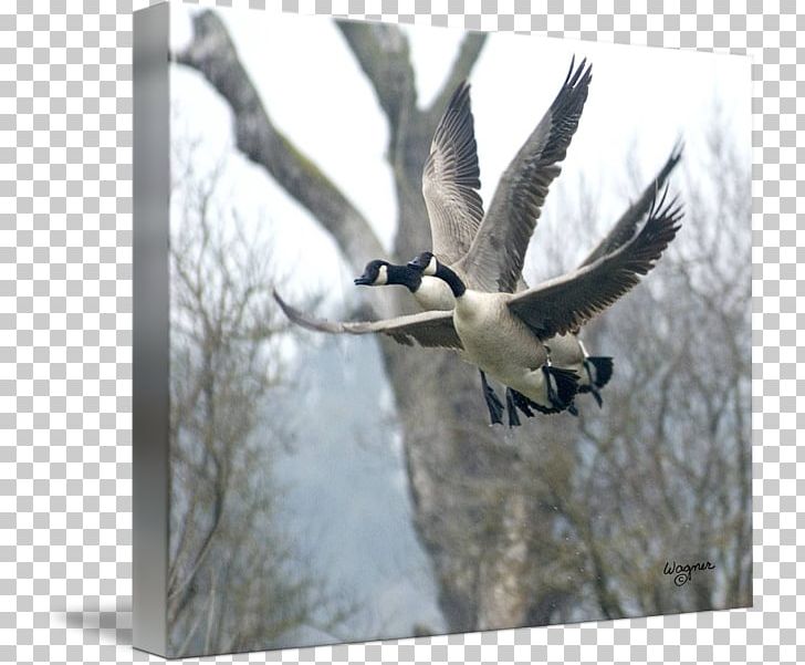 Goose Duck Fauna Feather Beak PNG, Clipart, Beak, Bird, Canada Goose, Duck, Ducks Geese And Swans Free PNG Download