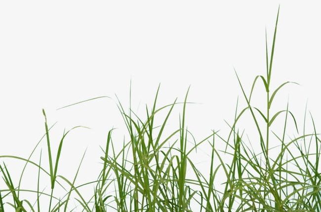 Grass PNG, Clipart, Grass, Grass Clipart, Green Free PNG Download