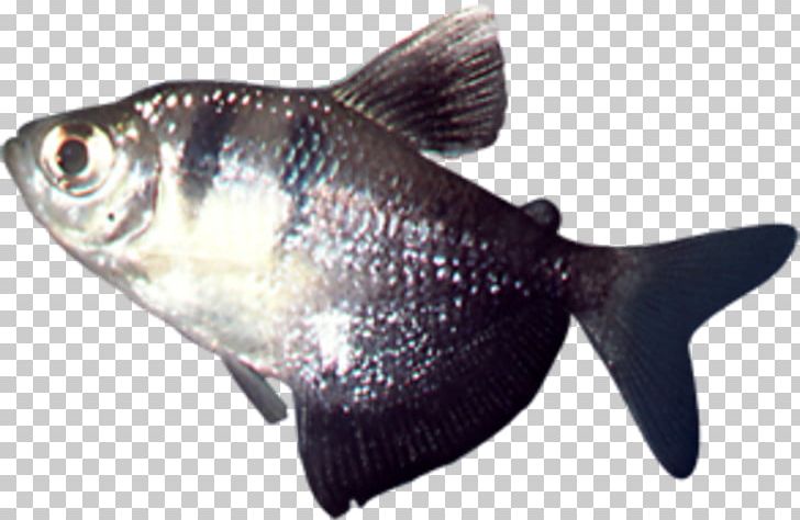 Milkfish Cod Fish Products Oily Fish PNG, Clipart, Animals, Biology, Bony Fish, Cod, Fauna Free PNG Download