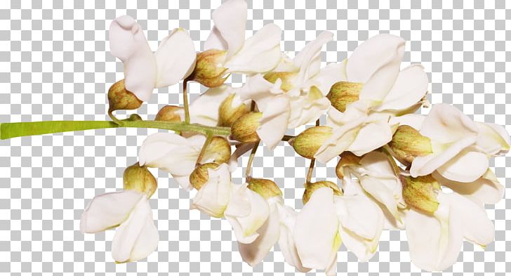 Petal Cut Flowers Twig Plant Stem PNG, Clipart, Blossom, Branch, Cut Flowers, Flower, Flowering Plant Free PNG Download