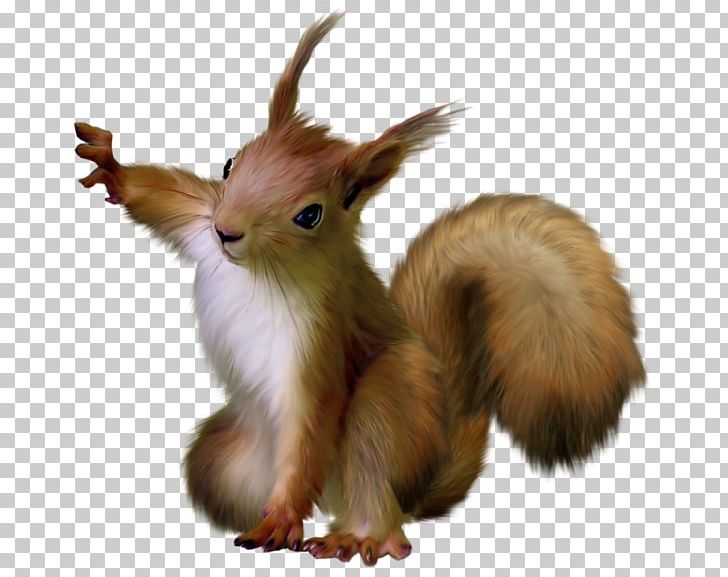 Rodent Tree Squirrels Raccoon PNG, Clipart, Animals, Encapsulated Postscript, Fauna, Fur, Groundhog Free PNG Download