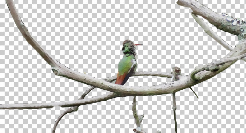 Bird Branch Beak Coraciiformes Parakeet PNG, Clipart, Beak, Bee Eater, Bird, Branch, Budgie Free PNG Download