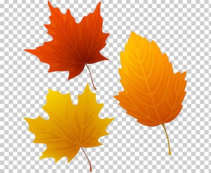 Autumn Leaf Color PNG, Clipart, Art, Autumn, Autumn Leaf Color, Autumn Leaves, Clip Art Free PNG Download