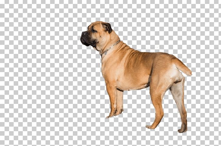 Bullmastiff Dog Breed Boerboel English Mastiff Fawn PNG, Clipart, Animal, Boerboel, Breed, Bullmastiff, Cane Corso Free PNG Download