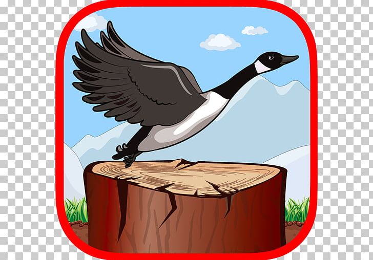 Goose Cygnini Beak Duck Water Bird PNG, Clipart, Animals, Beak, Bird, Cygnini, Duck Free PNG Download