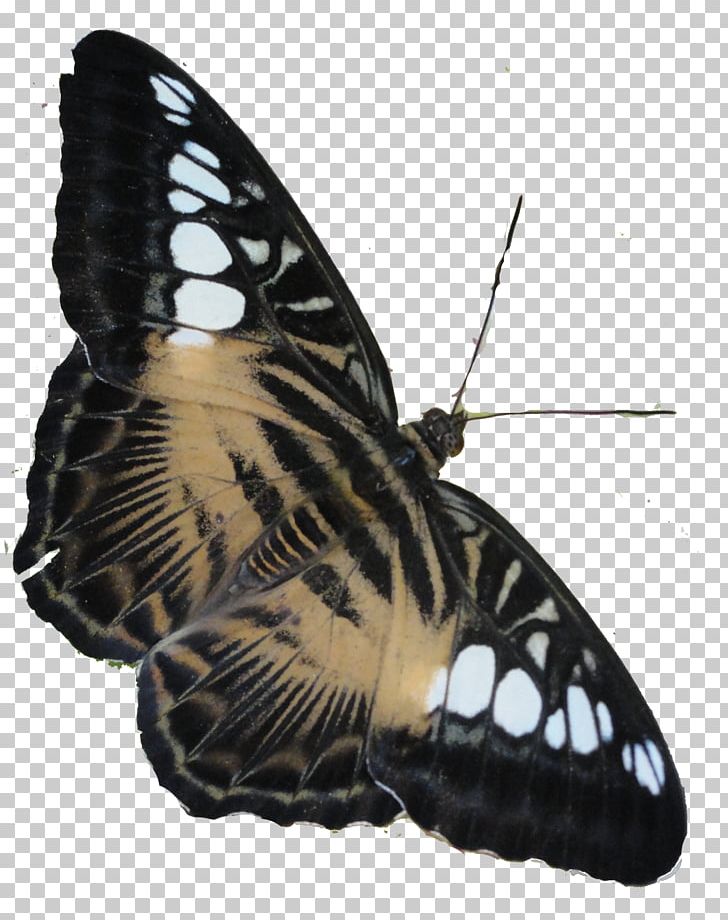 Brush-footed Butterflies Moth Butterfly Singapore PNG, Clipart, Arthropod, Brush Footed Butterflies, Brush Footed Butterfly, Butterfly, Fauna Free PNG Download