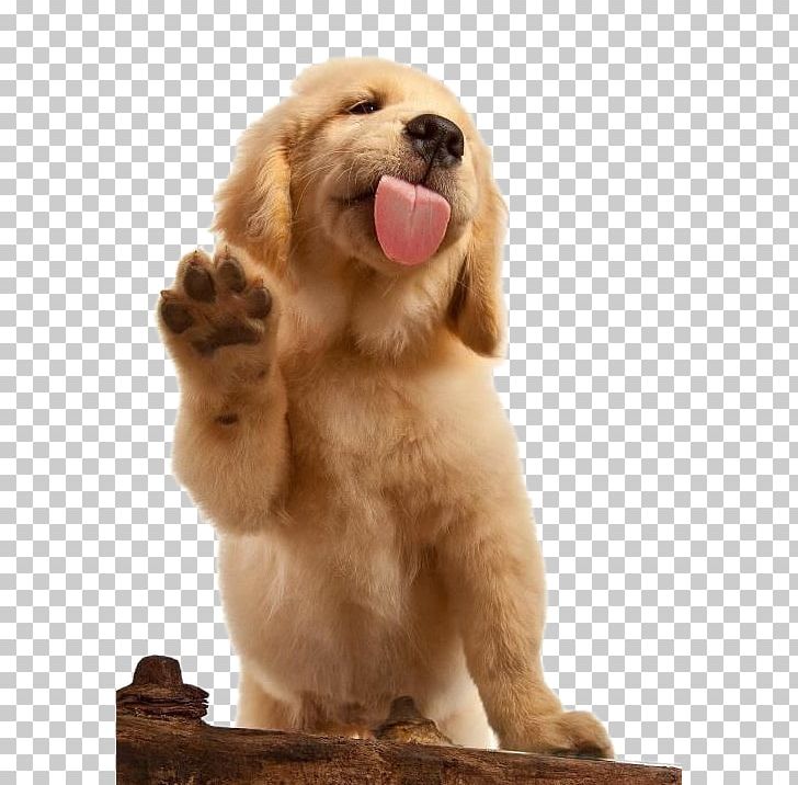 Golden Retriever Labrador Retriever Flat-Coated Retriever Puppy Cat PNG, Clipart, Animal, Animals, Brown, Carnivoran, Companion Dog Free PNG Download