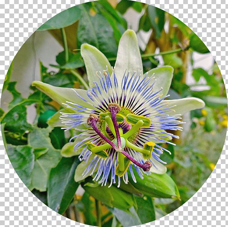 Purple Passionflower Giant Granadilla PNG, Clipart, Flower, Flowering Plant, Giant Granadilla, Others, Passiflora Vitifolia Free PNG Download