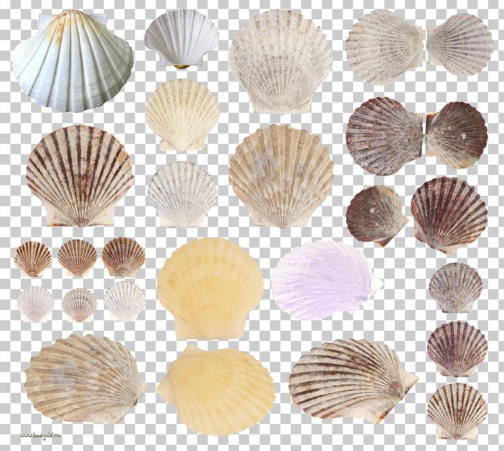 Cockle Clam Seashell Conchology PNG, Clipart, Animals, Clam, Clams Oysters Mussels And Scallops, Cockle, Conch Free PNG Download