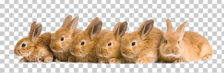 Domestic Rabbit Rex Rabbit Netherland Dwarf Rabbit Tan Rabbit Holland Lop PNG, Clipart, Animal, Animal Figure, Animals, Breed, Bunny Free PNG Download