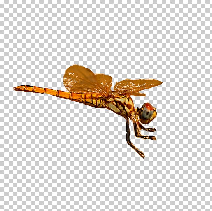 Dragonfly Pterygota PNG, Clipart, Arthropod, Dragonfly, Euclidean Vector, Fly, Flying Free PNG Download