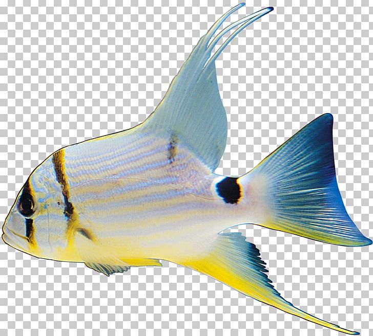 Fish File Formats PNG, Clipart, Animals, Cartilaginous Fish, Clip Art, Color, Dots Per Inch Free PNG Download