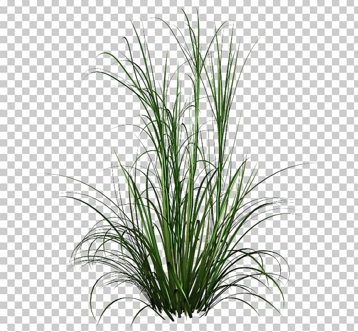 Fountain Grass Ornamental Grass PNG, Clipart, Chrysopogon Zizanioides, Commodity, Computer Icons, Desktop Wallpaper, Evergreen Free PNG Download