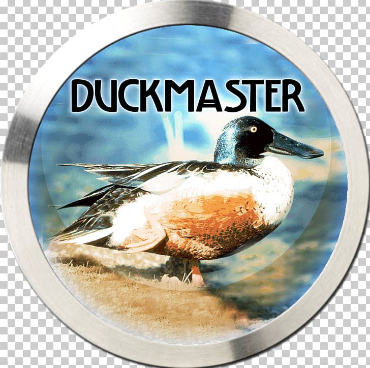 Mallard Duck App Store Game Apple TV PNG, Clipart, Advertising, Animals, Apple, Apple Tv, App Store Free PNG Download