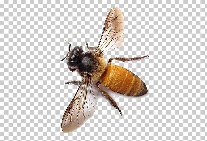 Western Honey Bee Insect Apis Florea Maya PNG, Clipart, Apis Florea, Arthropod, Bee, Beehive, Bee Learning And Communication Free PNG Download