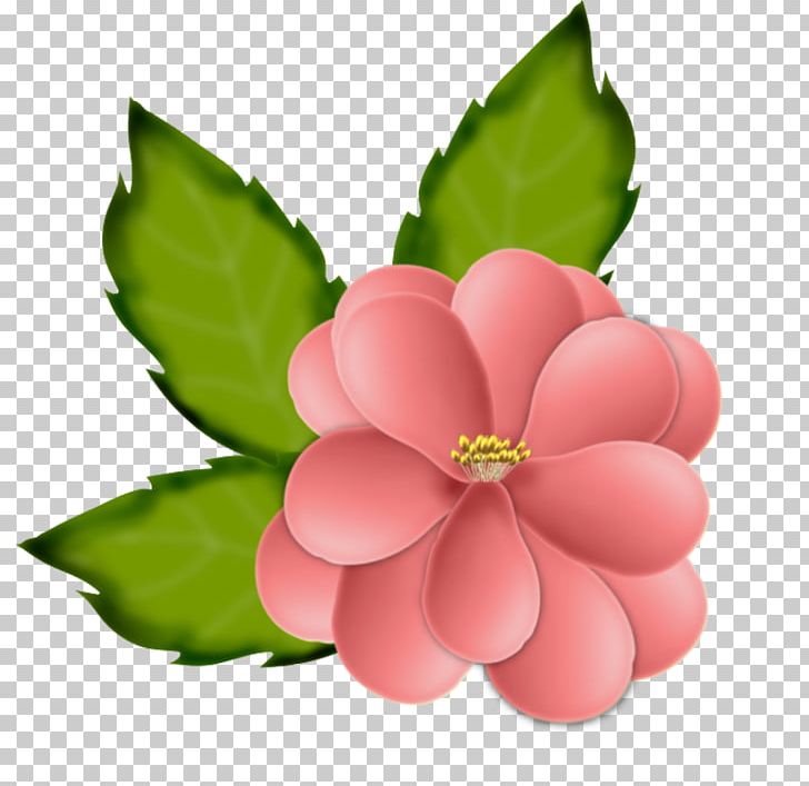 Flower Drawing PNG, Clipart, Blume, Drawing, Flower, Flowering Plant, Harcos Katalin Free PNG Download