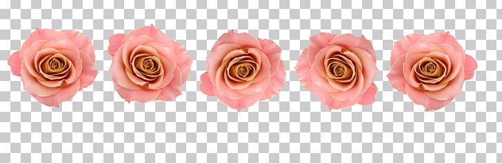 Garden Roses Conspire Pink Cut Flowers PNG, Clipart, Conspire, Cut Flowers, Flower, Flowers, Garden Roses Free PNG Download