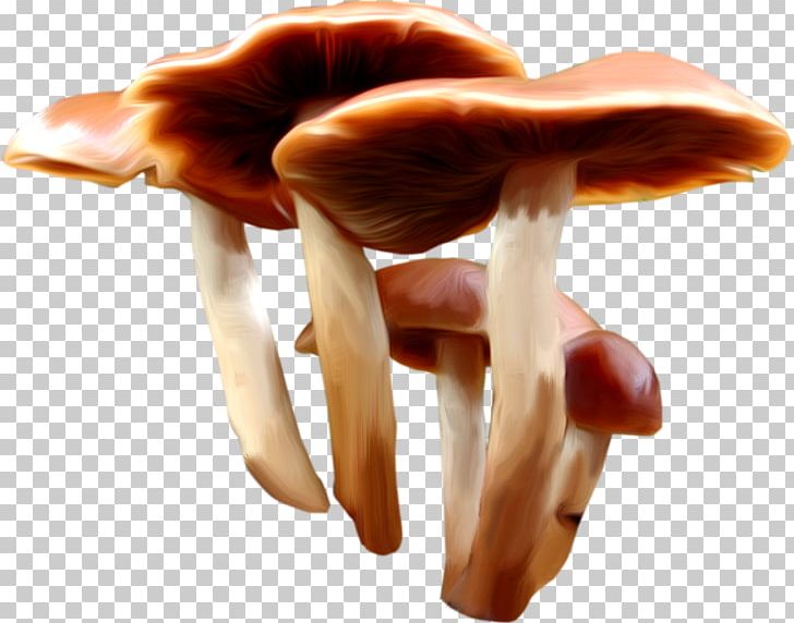 Mushroom Fungus Gratis PNG, Clipart, Albom, Concepteur, Download, Edible Mushroom, Finger Free PNG Download